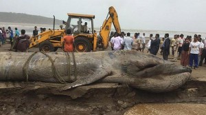 In first case of live stranding in India, a 'blue whale' dies after ...