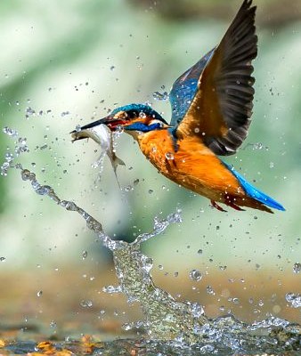 Amazing kingfisher