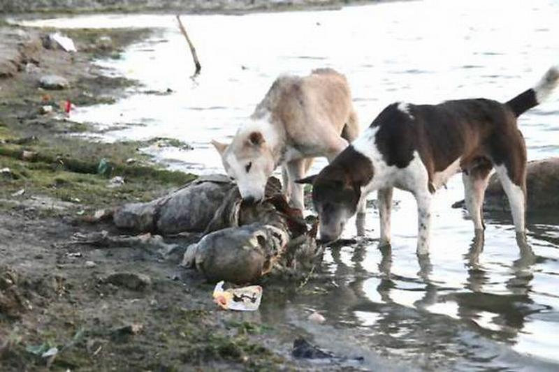 Dogs-eat-man-in-India.jpg