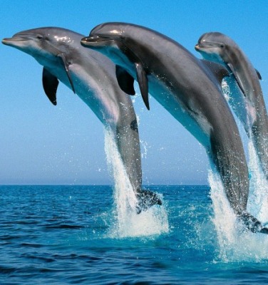 West Bengal to set up India's first dolphin reserve: All you need