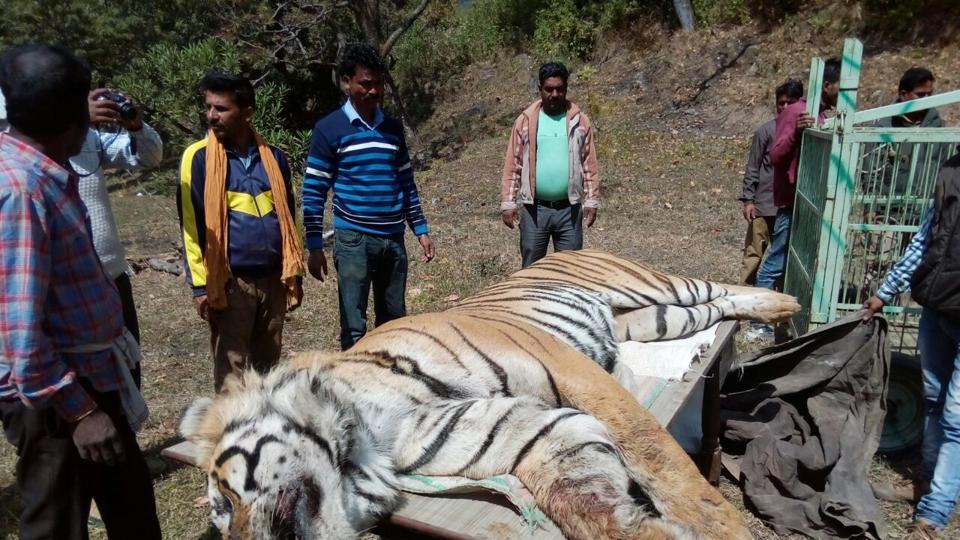 Watch how rare Bengal Tiger was crushed to death under JCB in India