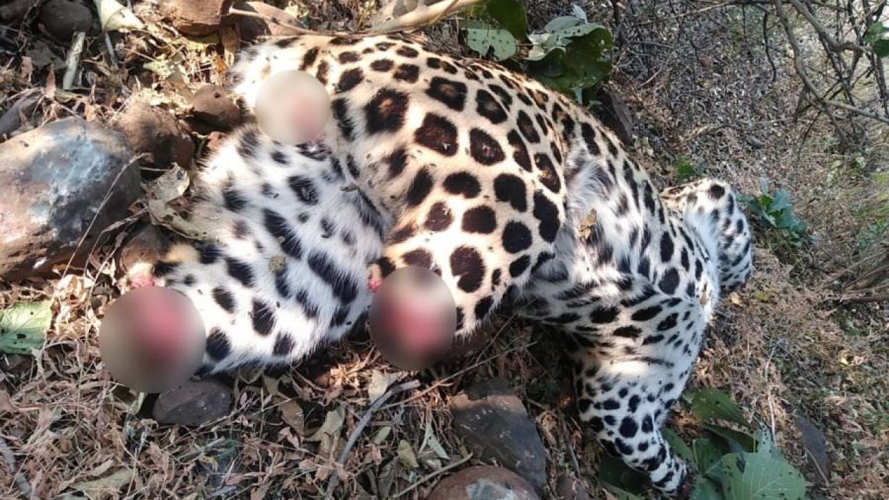 Carcass of black leopard found in Kotagiri  Carcass of black leopard found  in Kotagiri