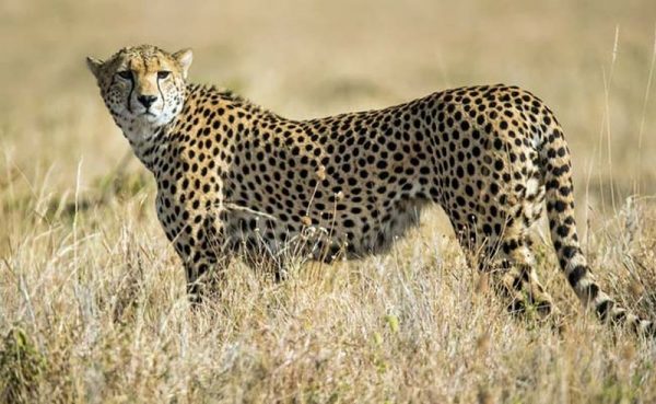 Supreme Court Allows NTCA To Introduce African Cheetahs In India