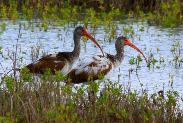 26 Most Important Wildlife Corridors in the World