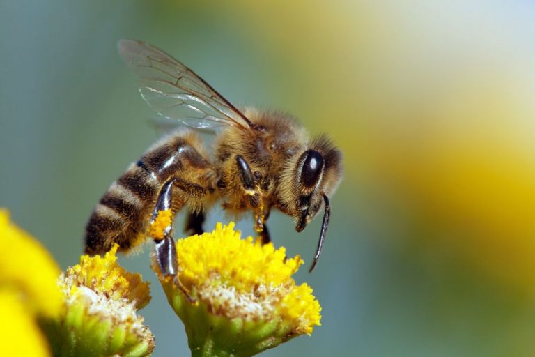 Wild Pollinators Suffocating Amidst Air Pollution in India