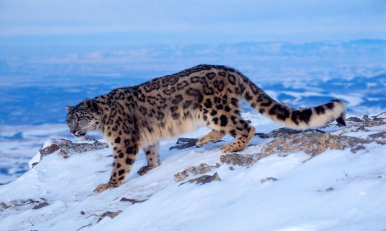 snow-leopard-habitat-shrinks-amid-climate-change-crisis