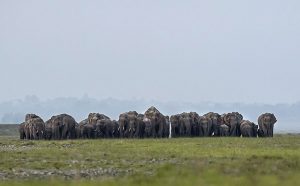 Asian Elephant Populations decline in India despite Conservation Efforts