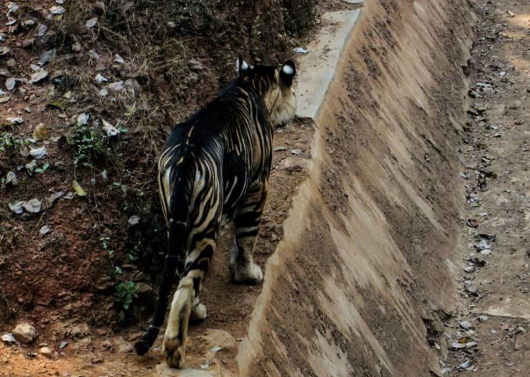 Rare Melanistic Tiger Photographed In Odishas Nandankanan Sanctuary