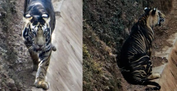 Rare Melanistic Tiger Photographed In Odishas Nandankanan Sanctuary