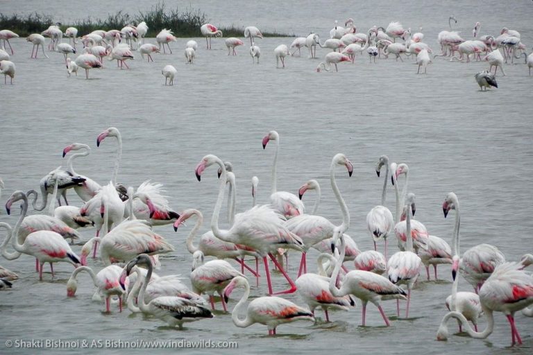 migratory-birds-swarm-wildlife-sanctuaries-of-tamil-nadu