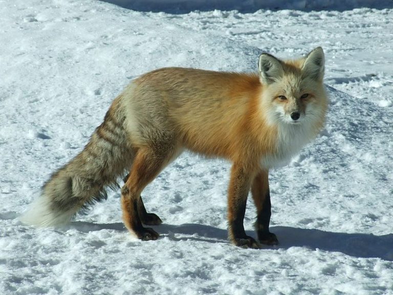 Creatures of Arctic: Animals Thriving in the Frigid Tundra of Arctic Circle