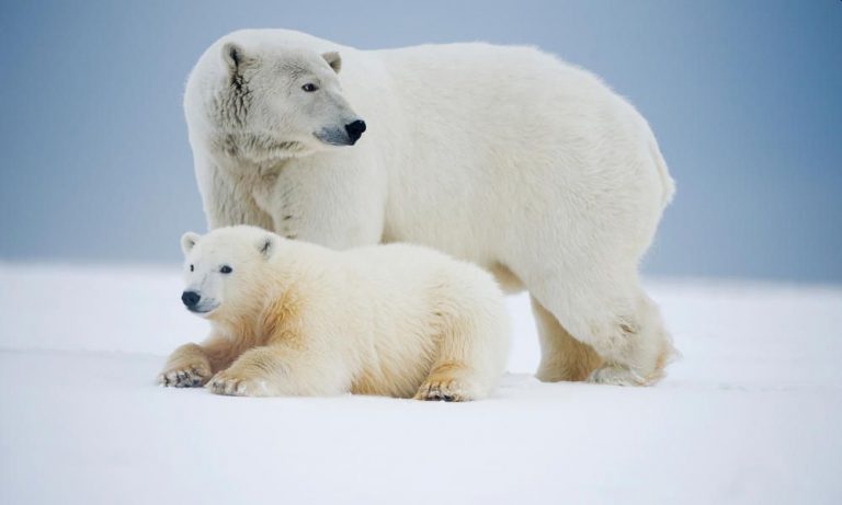 Creatures Of Arctic: Animals Thriving In The Frigid Tundra Of Arctic Circle