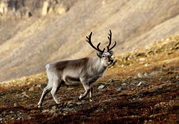 Creatures of Arctic: Animals Thriving in the Frigid Tundra of Arctic Circle