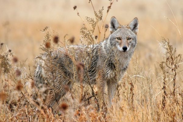 Amazing Desert Animals Surviving in Barren and Arid Landscapes