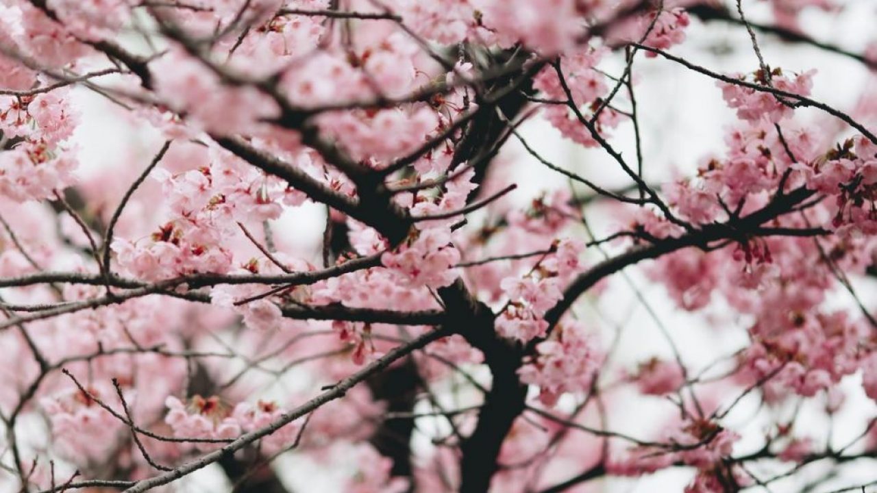 Japan: Earliest cherry blossom season peak on record – DW – 03/30/2021