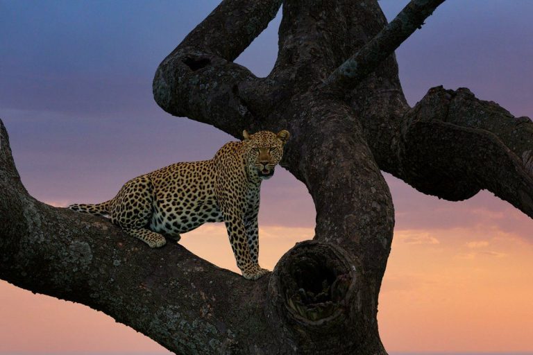 Majestic Animals in Their Natural Environment (In Pictures)