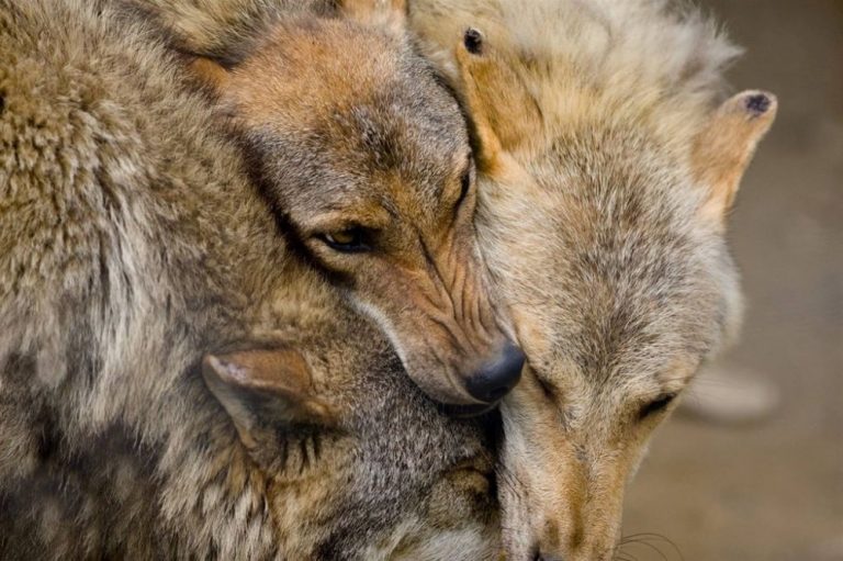 Love is in the Air: 20+ Beautiful Pictures of Animals in Love