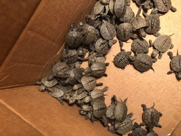 Over 800 Baby Turtles rescued from Storm Drain near New Jersey Shore