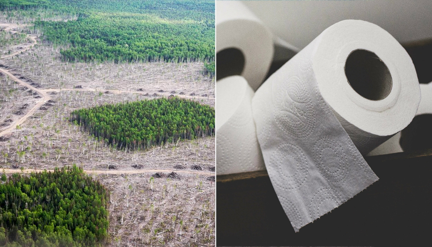 Caught short: lack of recycled toilet paper in UK 'fuelling deforestation', Trees and forests
