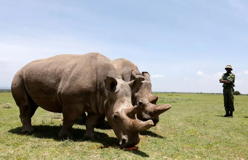 One of Last Two Northern White Rhinos Retired from Breeding Program