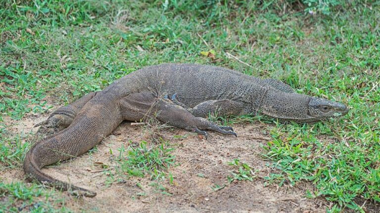 Four Men Raped, Killed and Ate Bengal Monitor Lizard in Maharashtra