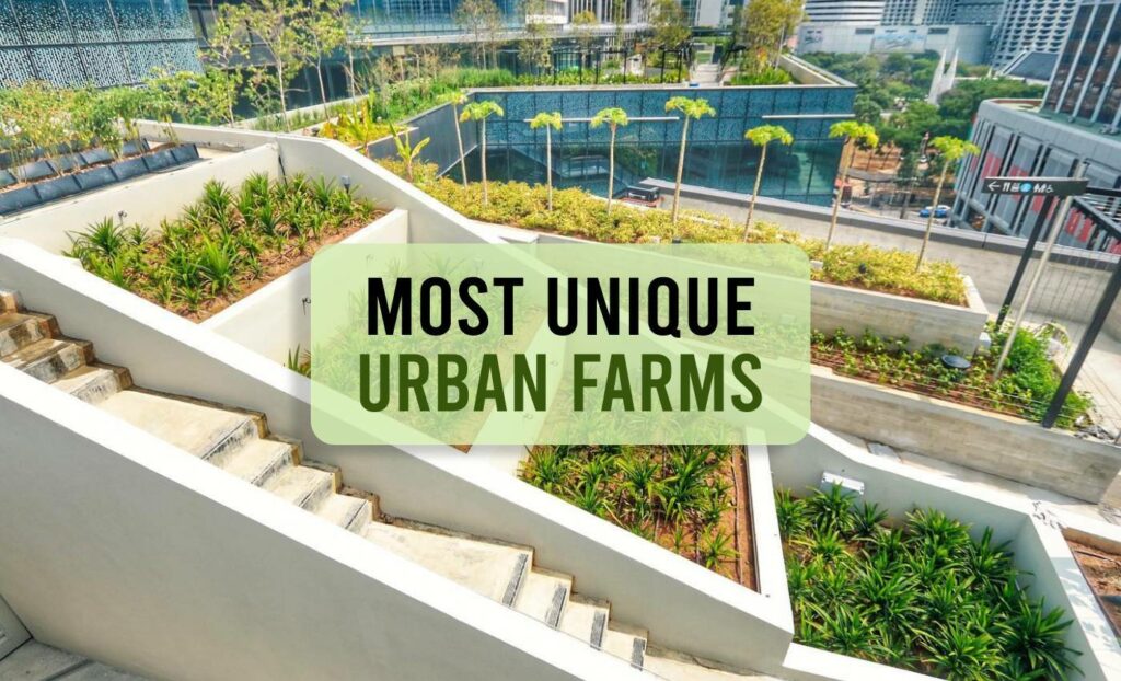 5 Most Unique Urban Farms Around The World   Most Unique Urban Farms Around The World 1024x622 