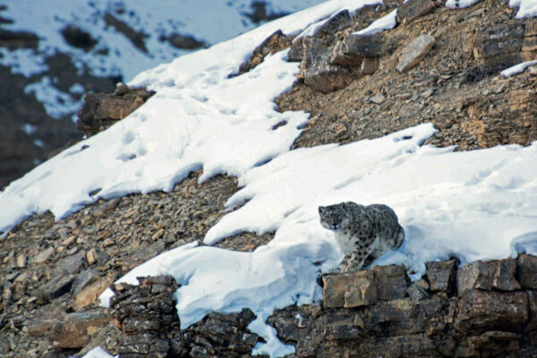 Snow Leopard a.k.a Grey Ghosts of Himalaya are very rare to find