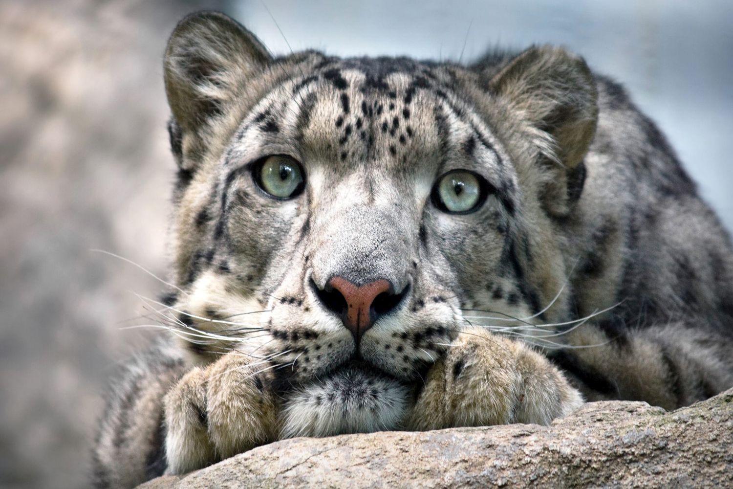 Spot The Snow Leopard In Under 7 Seconds! - Planet Custodian