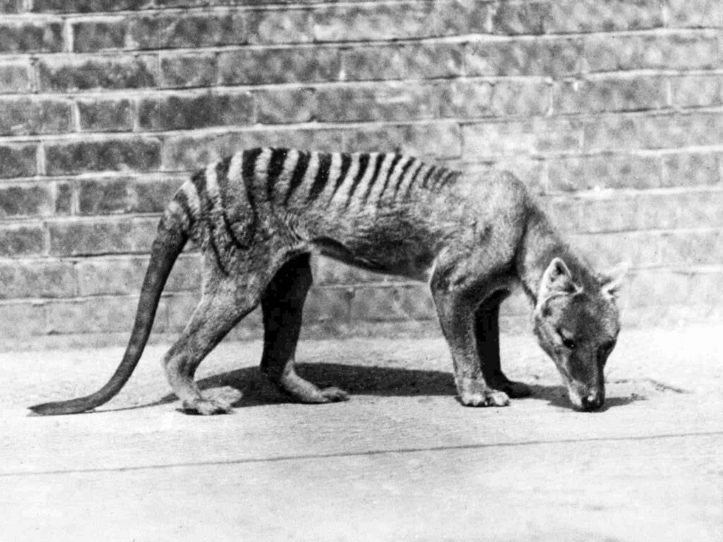 De-Extinction to Resurrect Tasmanian Tiger Among Other Species