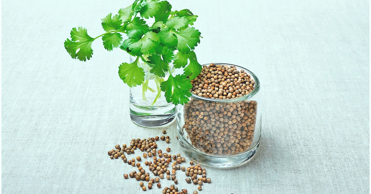 Healing Herbs From Southeast Asia - Coriander