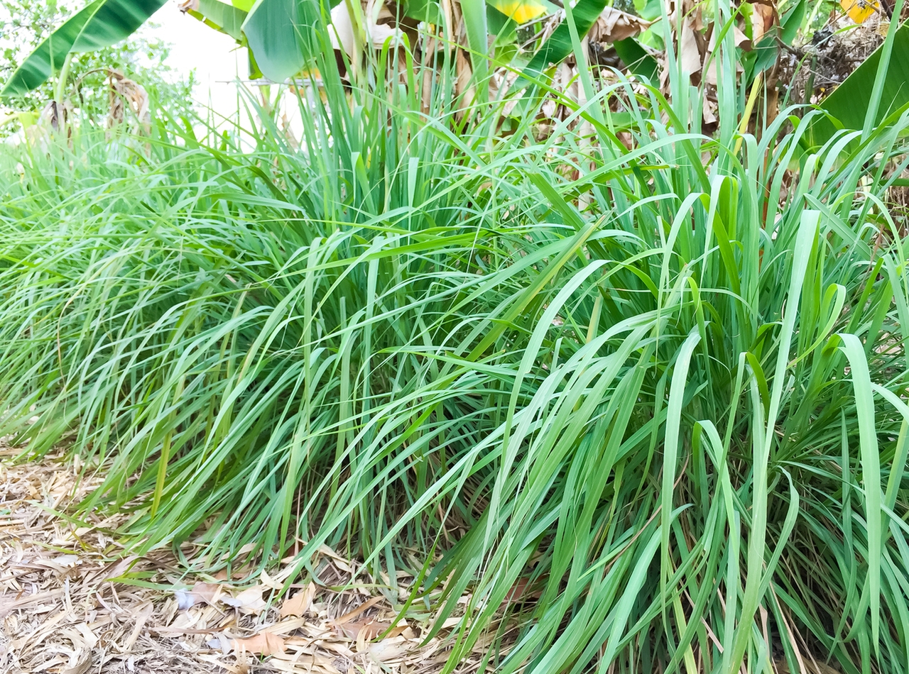 Healing Herbs From Southeast Asia - Lemon Grass