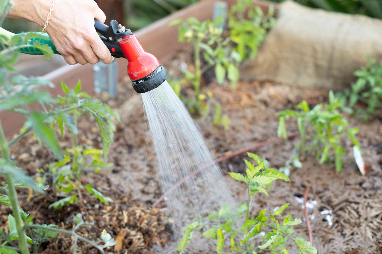 How to Conserve Water at Home - Irrigate early morning