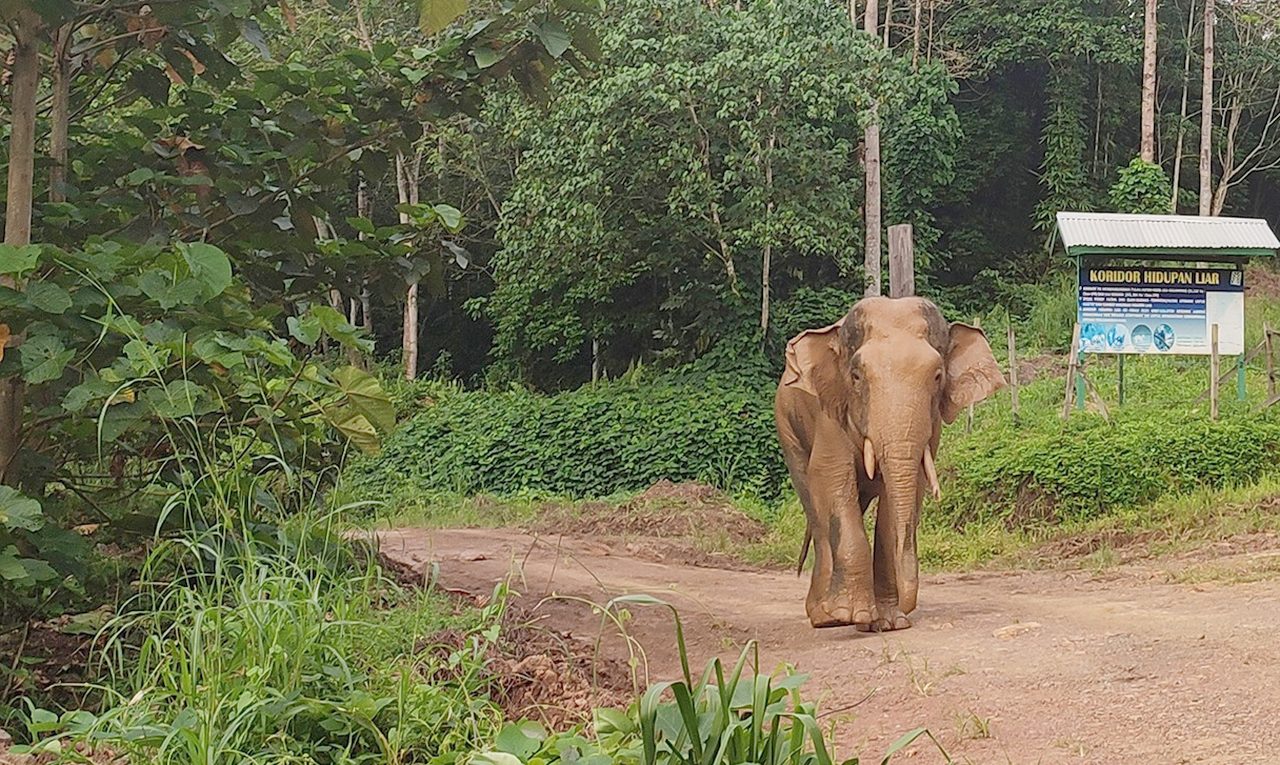 Smallest Elephant in the World is Endangered