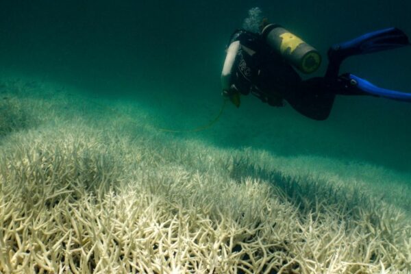 Great Barrier Reef Existential Threat