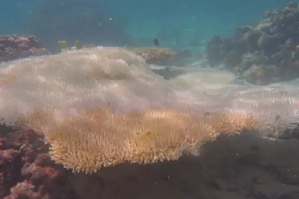 Protected Section of Great Barrier Reef Severely Hit in Widespread Bleaching, Finds Study