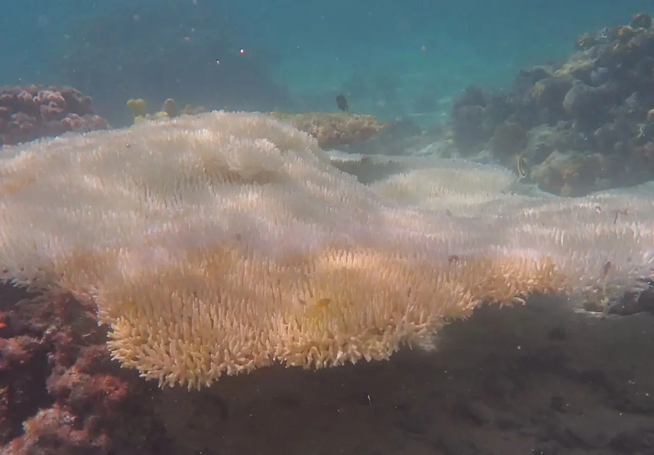 Protected Section of Great Barrier Reef Severely Hit in Widespread Bleaching, Finds Study