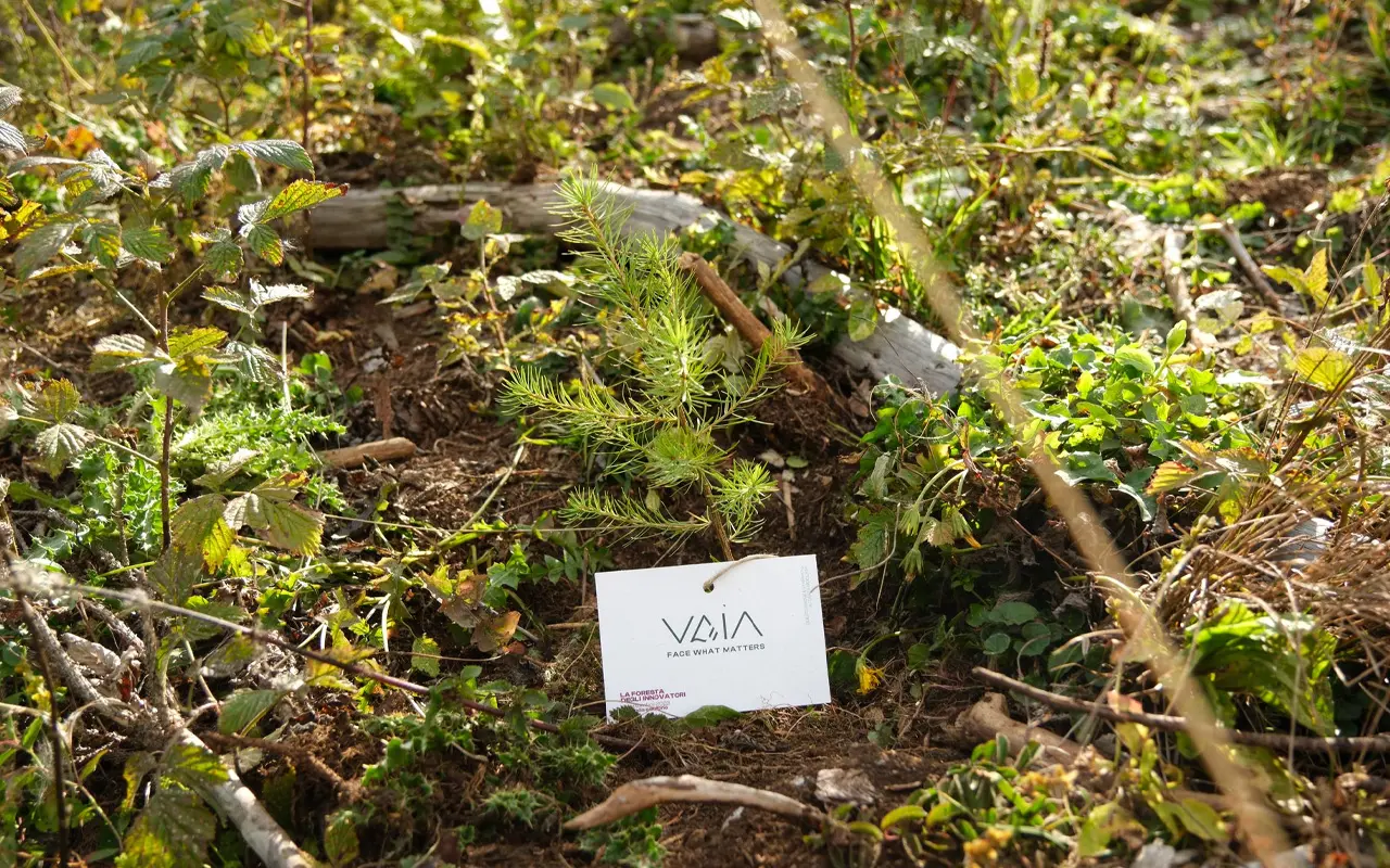 VAIA's Journey of Forest Regeneration in Italian Dolomites (3)