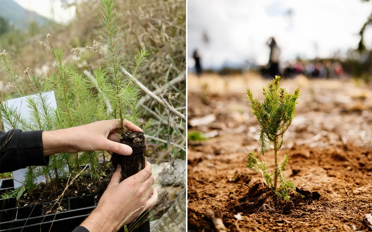 VAIA's Journey of Forest Regeneration in Italian Dolomites (4)